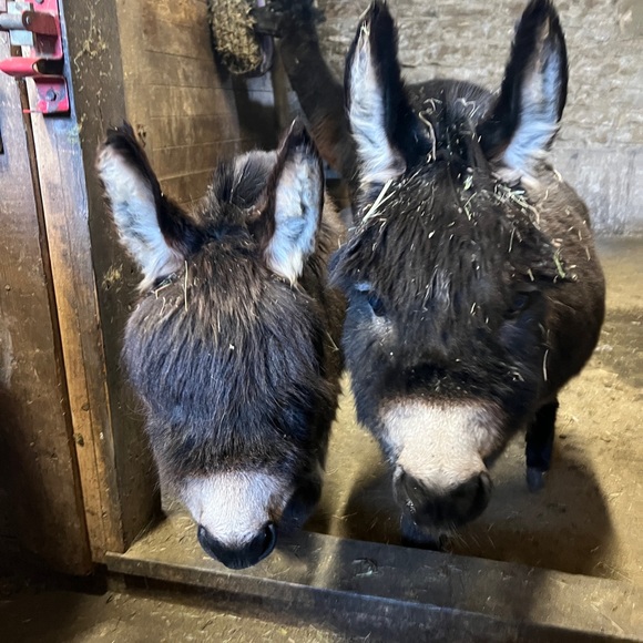 Meet the Alpacas and mini donkeys - Picture 9 of 9